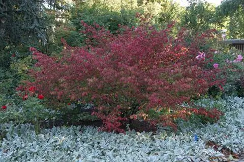 Пробковое веретено (Euonymus alatus)