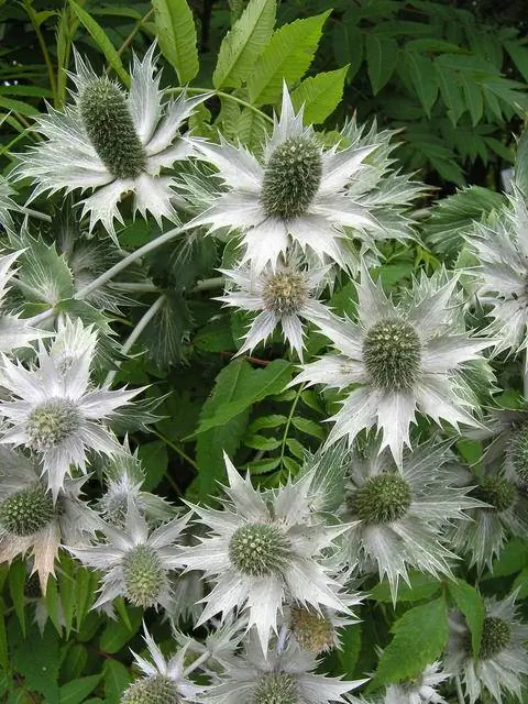 Чертополох слоновой кости (Eryngium giganteum)