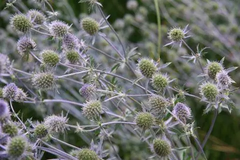Чертополох (Eryngium bourgatii)