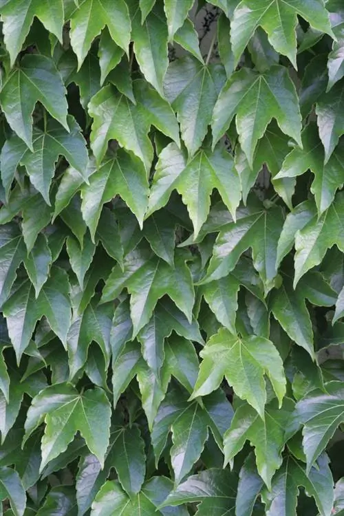Лоза девичья (Parthenocissus tricusoidata)