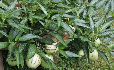 Пепино (Solanum muricatum)