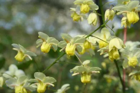 Цветок эльфа Epimedium versicolor sulphureum