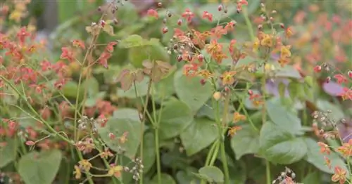 Эльфийские Цветы