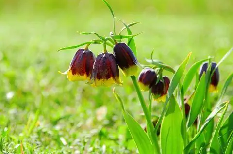 Турецкий клетчатый цветок, Fritillaria michailovskyi