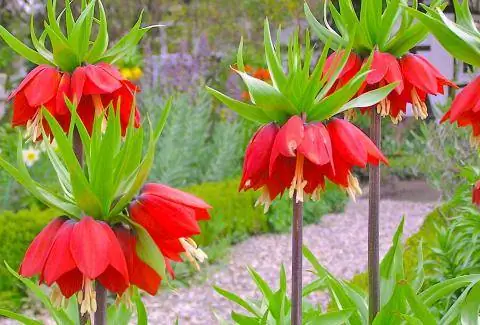 Королевские империалы (Fritillaria Imperialis)