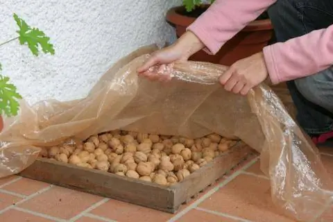 сушка грецких орехов сушка грецких орехов