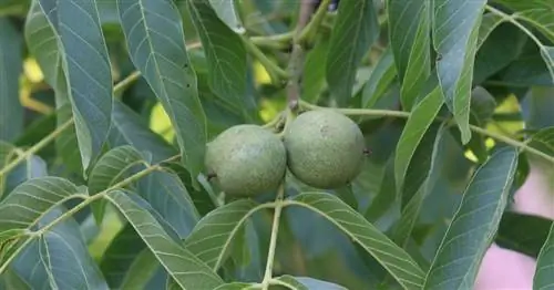 Грецкий орех, грецкий орех