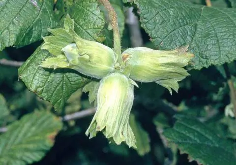 Орех Ламберта (Corylus maxima) Орех Ламберта (Corylus maxima)