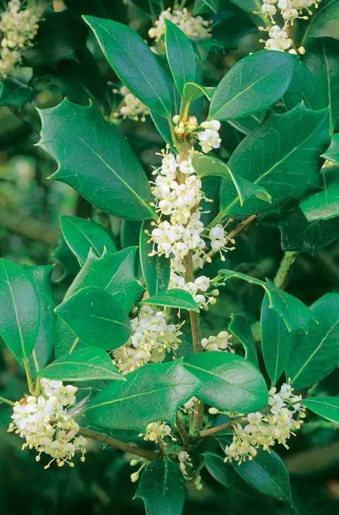 Осенний аромат