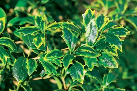 Османтус колючий 'Aureomarginatus'