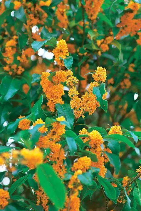 Сладкий османтус