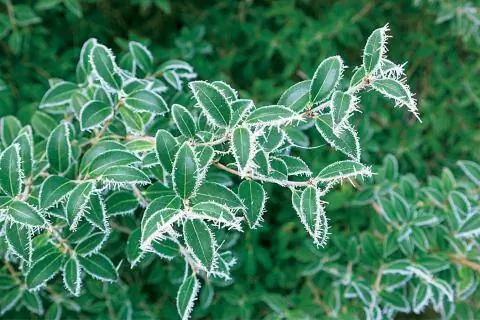 Листья османтуса в морозе