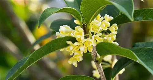 Ароматный цветок