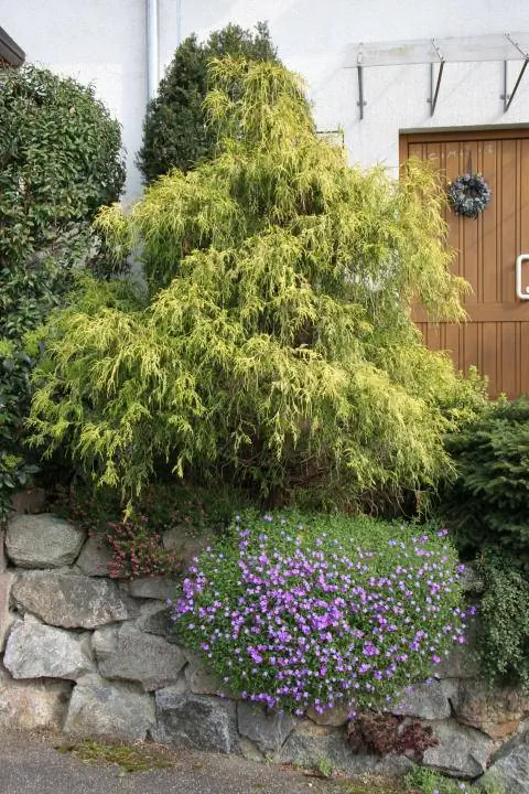 нить кипарис