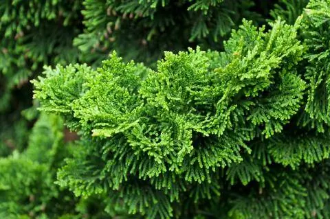 моллюск кипарис