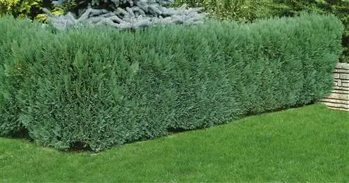 Ложные кипарисы