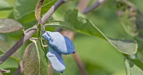 Ханиберри, Мэйберри