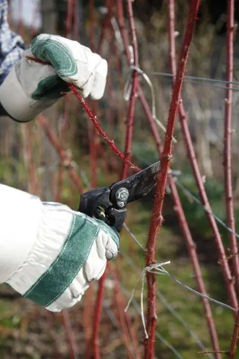 Побеги японского винограда срезаны