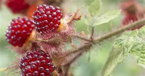 Японский виноград