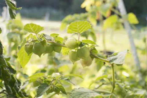 Ананас Вишневый завод