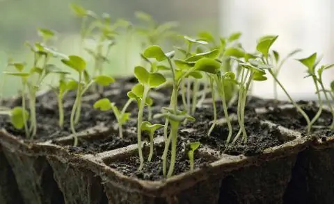 Молодые растения рукколы