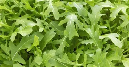 Ракета, руккола