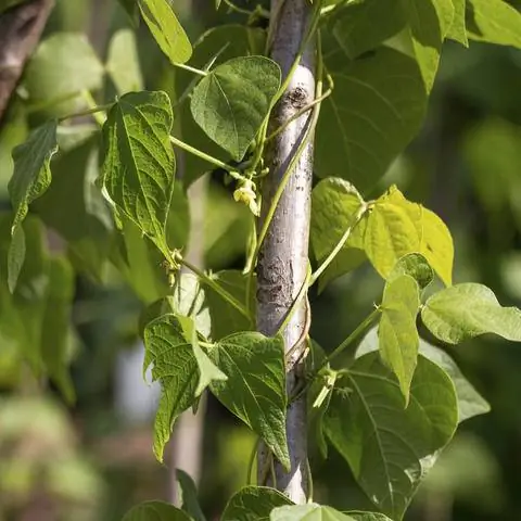 Бобы стремятся против часовой стрелки