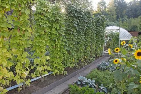 Стручковая фасоль на шпалере