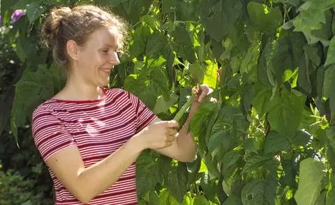 Урожай стручковой фасоли