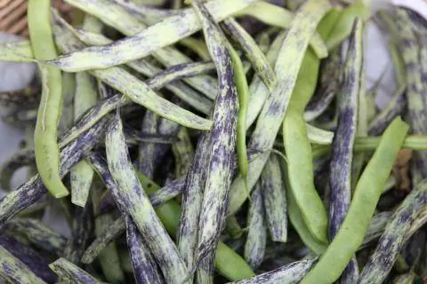 Фасоль 'Бернер Ландфрауэн'