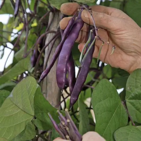 Фасоль 'Блаухильда'