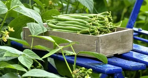 Стручковая фасоль