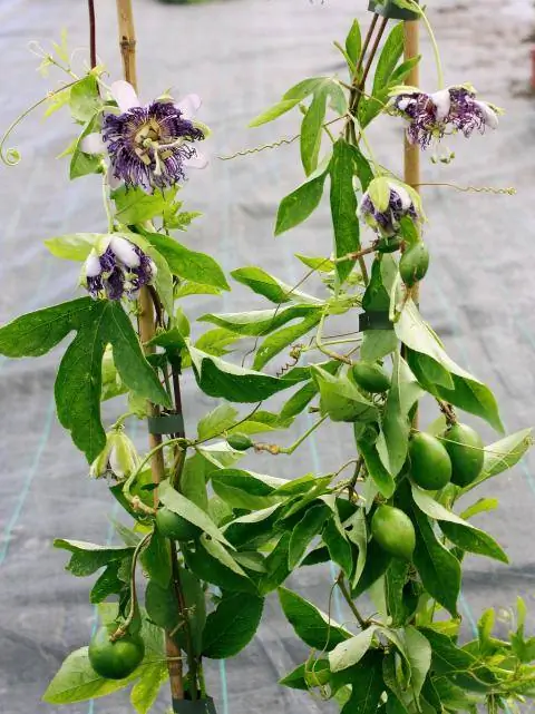 Стреляет на шпалеру