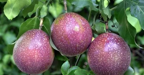 Маракуйя, маракуйя