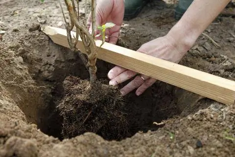 Посадить черную смородину