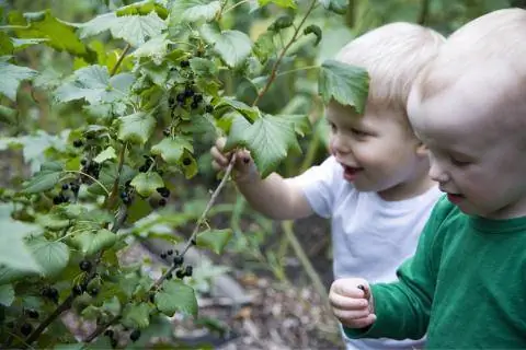 Детский перекус черной смородиной