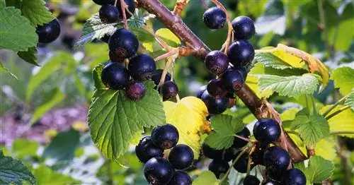 Черная смородина