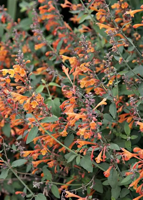 Agastache aurantiaca 'Абрикосовый спрайт'