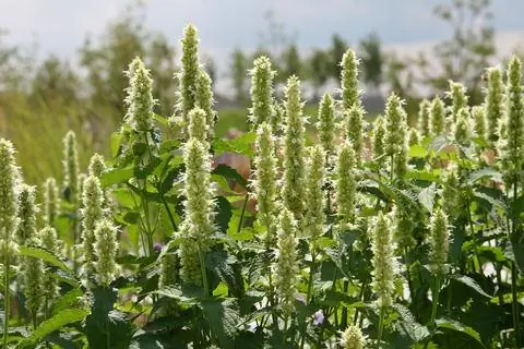 бело-зеленоватые асташи