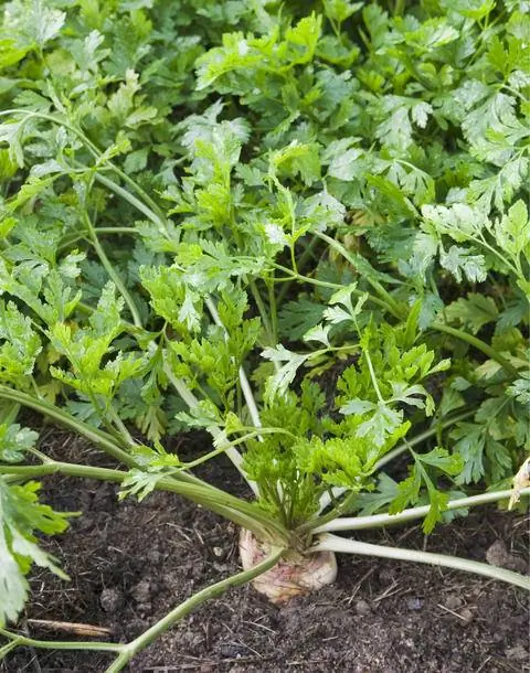 Листовая основа корня петрушки