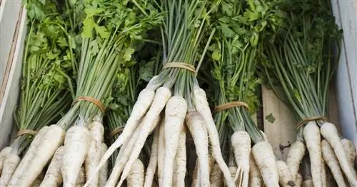 Корень петрушки