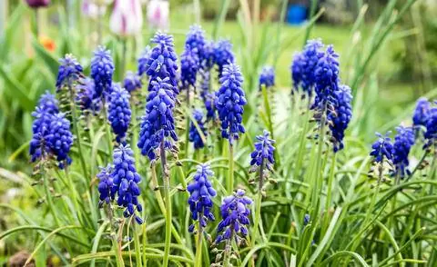 виноградный гиацинт