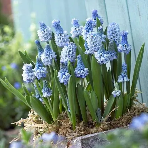 Небесно-голубой виноградный гиацинт