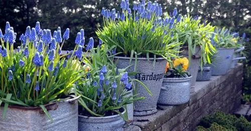 Виноградные гиацинты