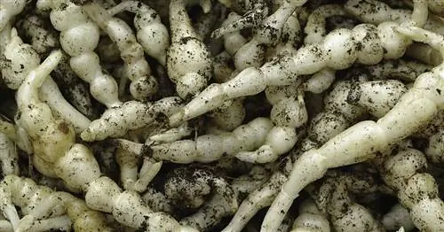 Луковичный Ziest