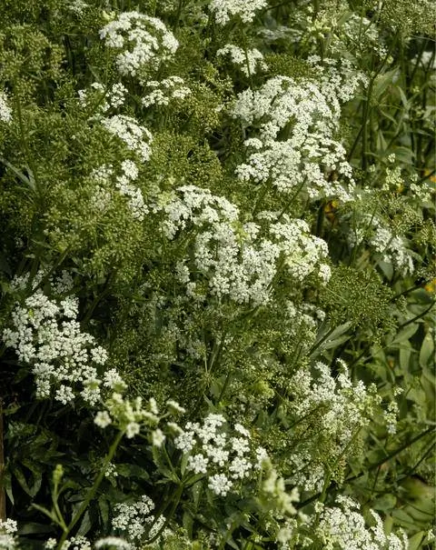 Зонтичные цветки сахарных корней