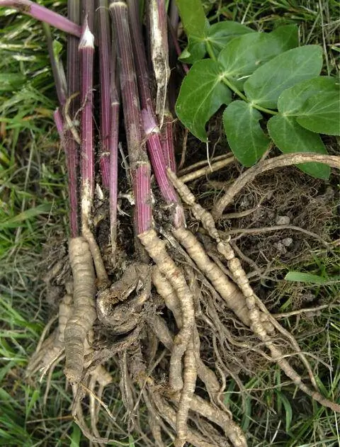 Свежесобранные сахарные корни