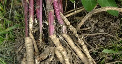 Сахарный корень