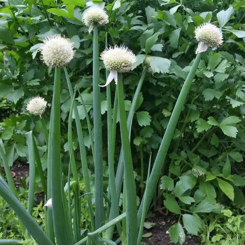 цветущий зеленый лук