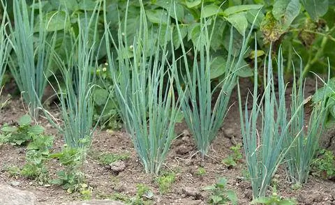 зеленый лук, зеленый лук